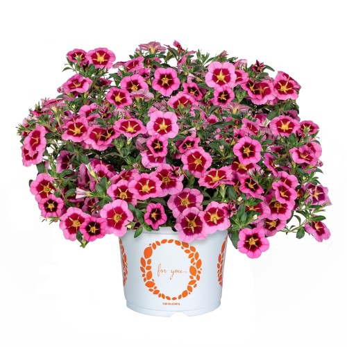 Calibrachoa 'Tik Tok® Rose' - Puispetuunia 'Tik Tok® Rose' P9/0,55L